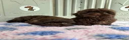 Shih Tzu dogs for sale: 💕Stunning Chocolate Shih Tzu💕 - Advert 4