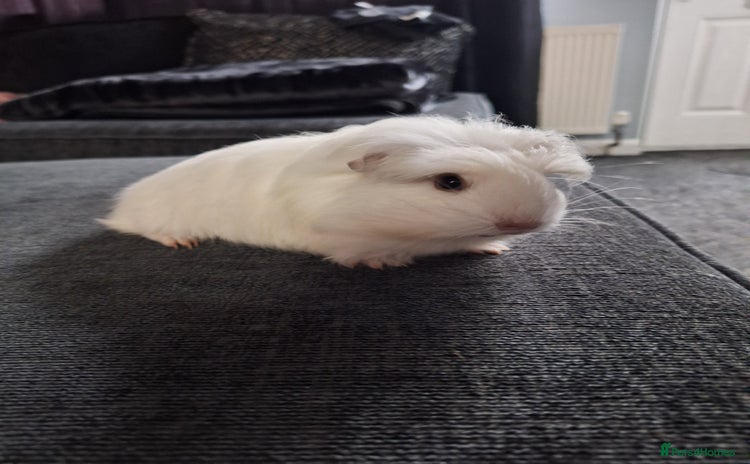 Guinea Pig rodents - Advert 15