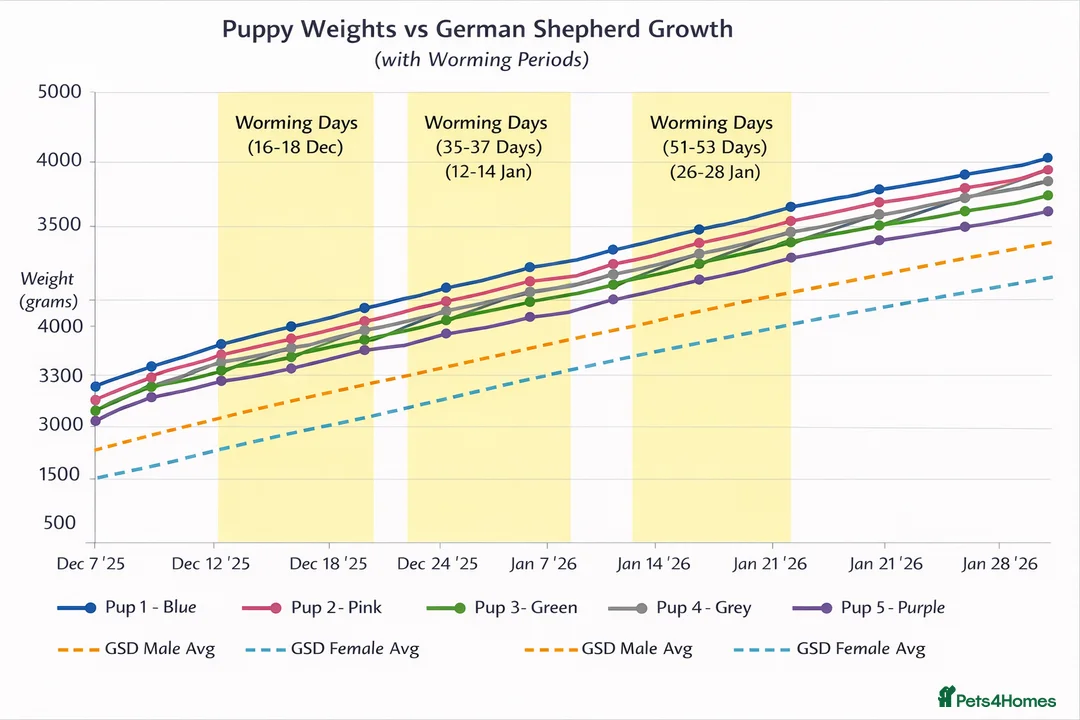 German Shepherd dogs for sale: Rare Blue German Shepherd Puppies Blue,Grey & Gold - Advert 4