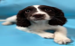 English Springer Spaniel dogs for sale: English springer spaniel - Image 2