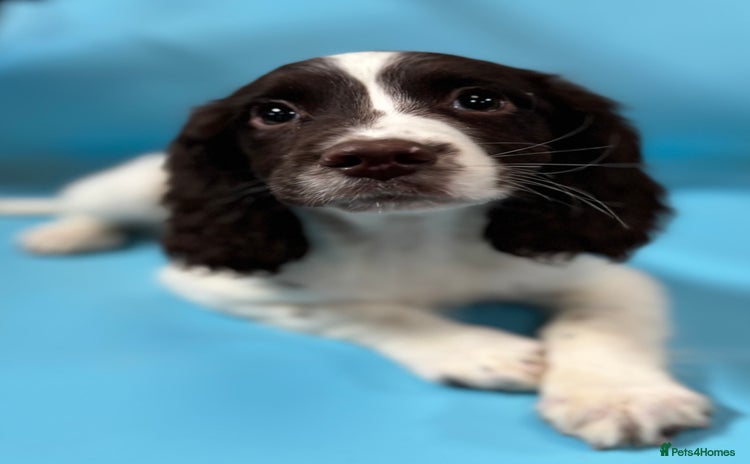 English Springer Spaniel dogs - Advert 1