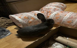 Mixed Breed rabbits for sale: Neutered male rabbit 7 months old needs rehoming! - Image 4