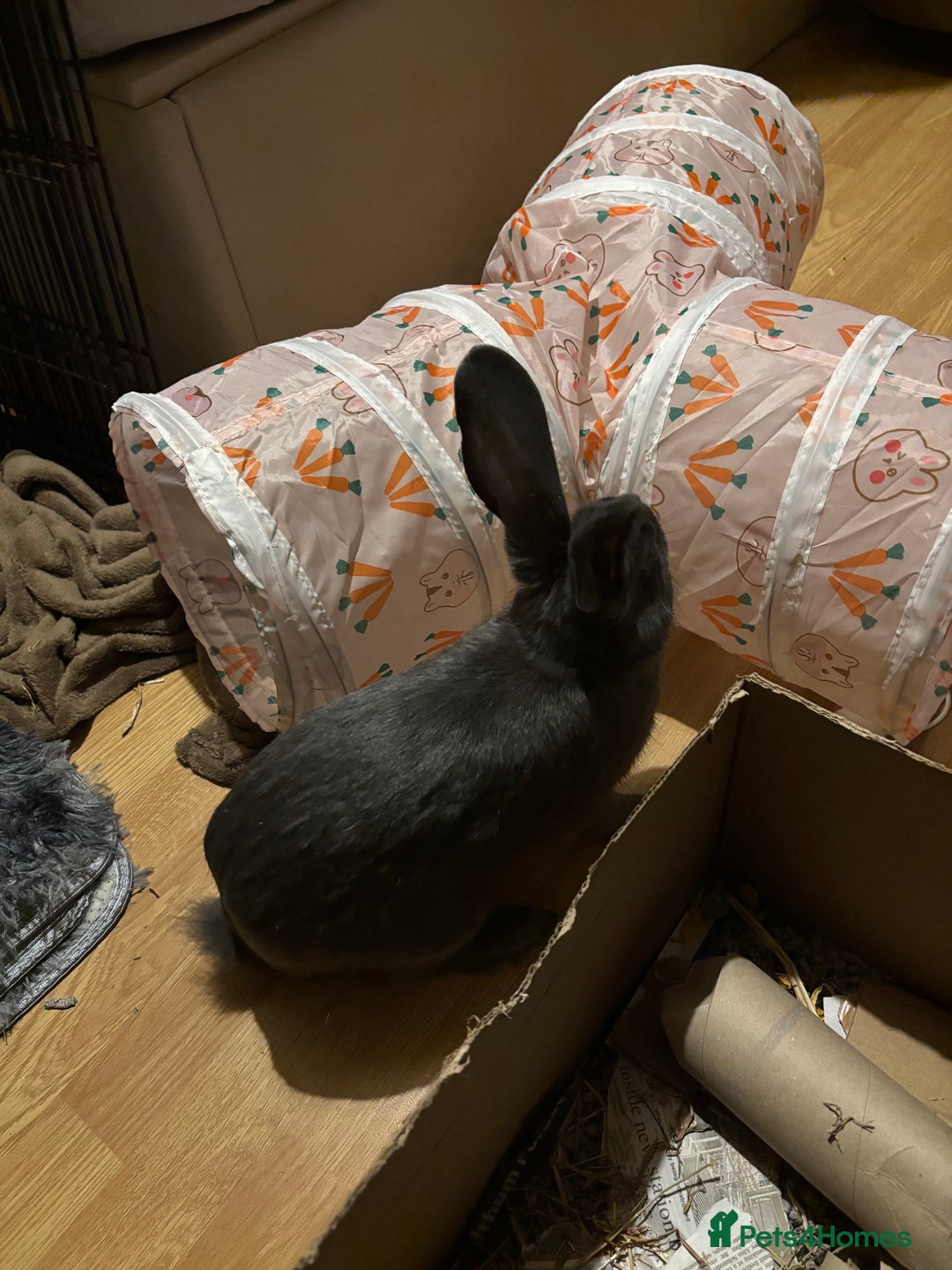 Mixed Breed rabbits for sale: Neutered male rabbit 7 months old needs rehoming! - Image 4