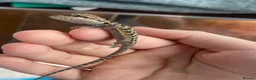 Bearded Dragon reptiles for sale: Baby dragons 1 month old  - Advert 5