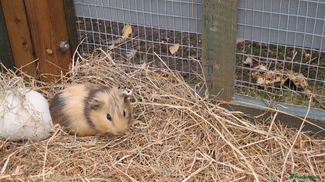 Guinea Pig rodents for sale: beautiful male guinea pigs - Image 9