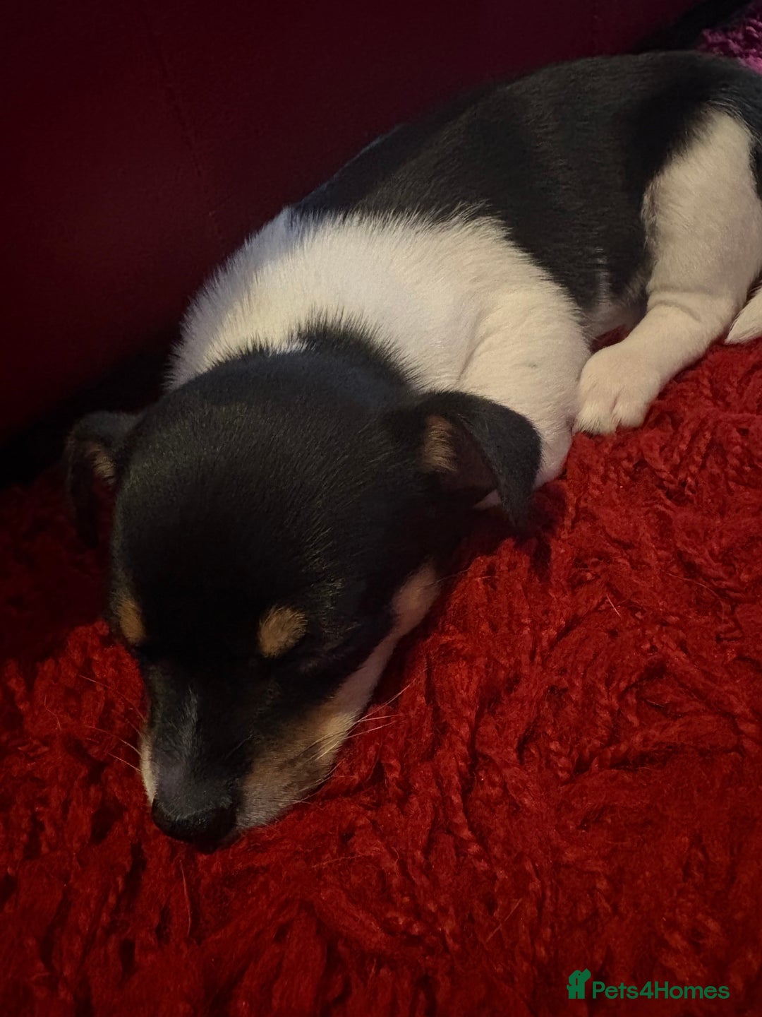 Pomchi dogs for sale: Pomchi x Jackchi puppies  - Image 11