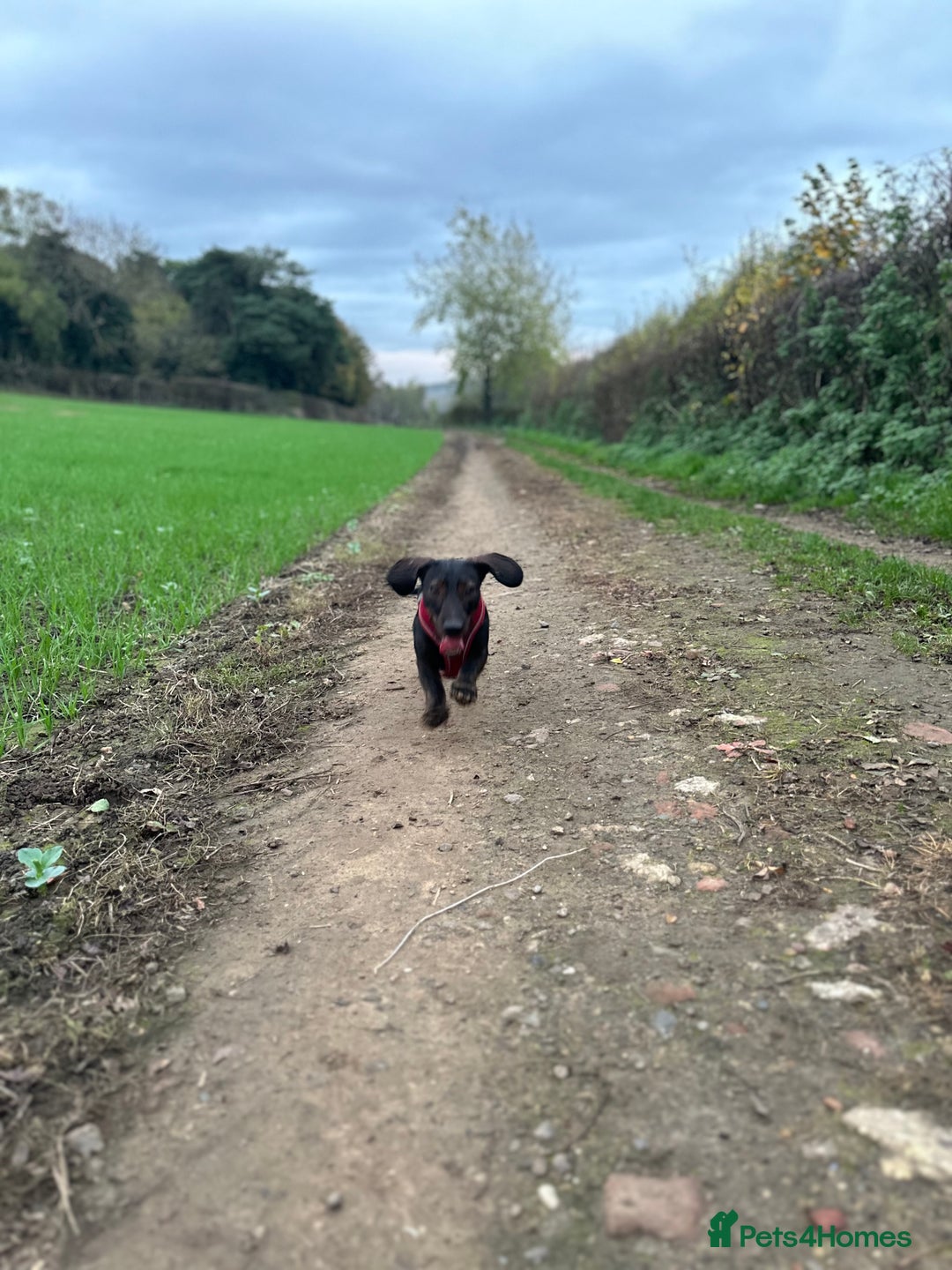 Dachshund dogs for stud: STUD Dachshund wired haired boy  in Rotherham - Advert 9