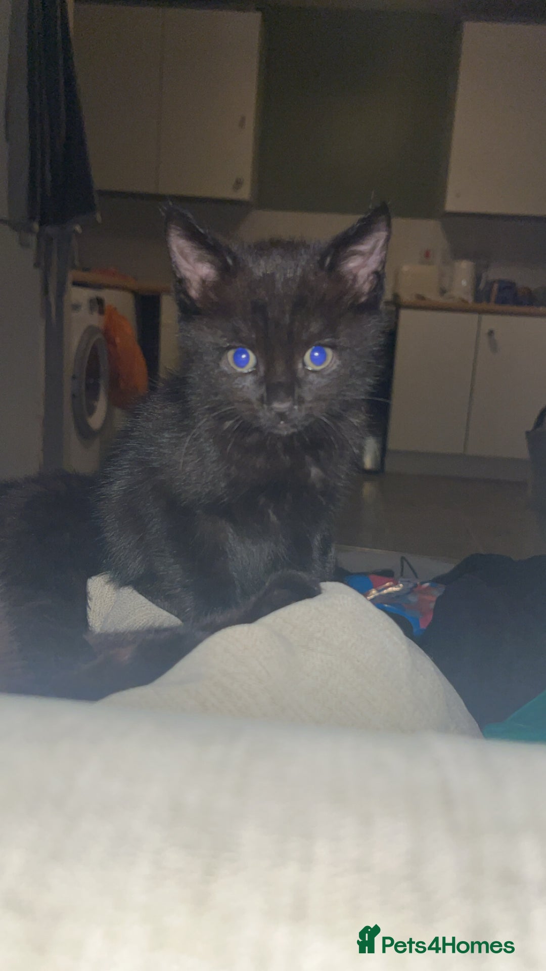 Domestic Shorthair cats for sale: Beautiful black kittens  - Advert 4