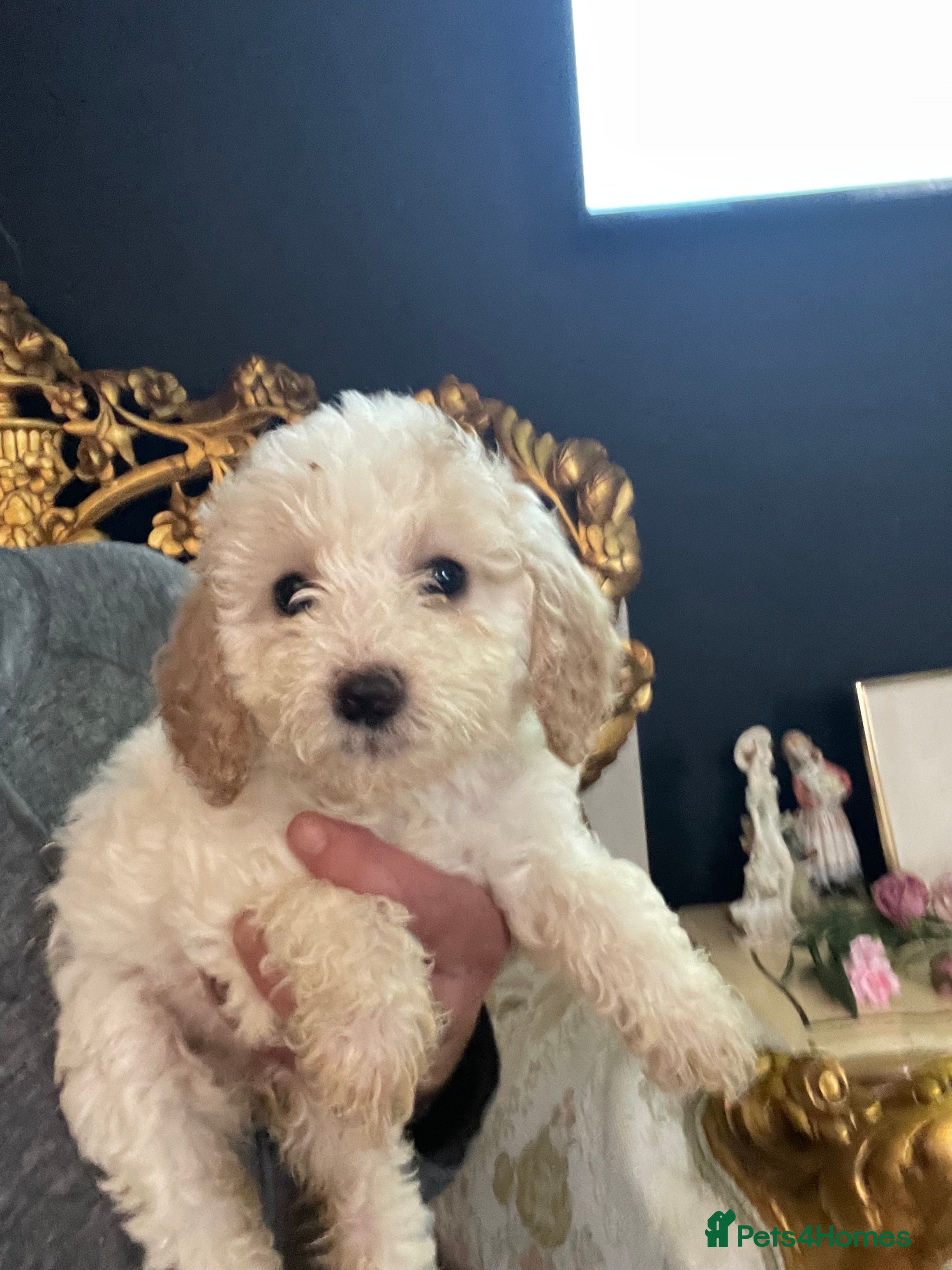 Cavapoo dogs F1b cavapoos - Advert 2