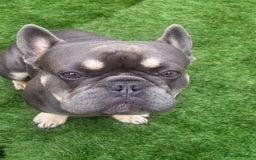 French Bulldog dogs for stud: Dogs name Zeus in a good healthy all vaccination  - Advert 4