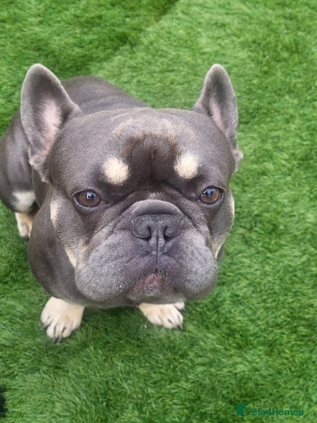 French Bulldog dogs for stud: Dogs name Zeus in a good healthy all vaccination  - Advert 4