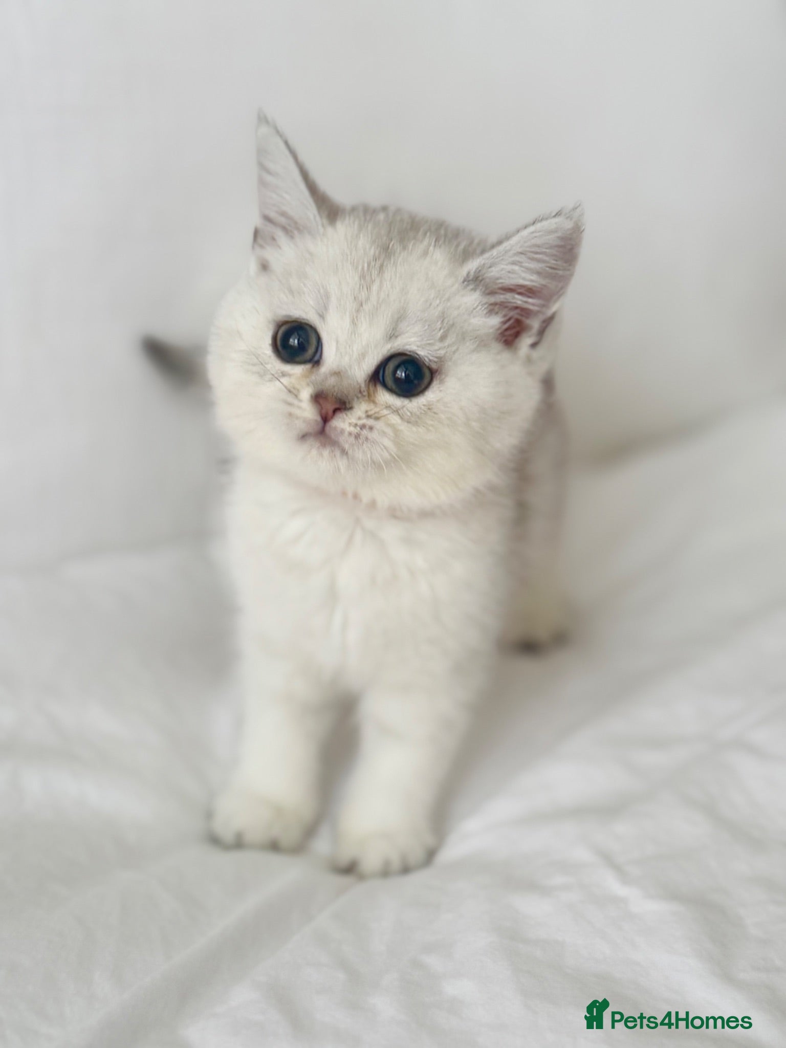 British Shorthair cats Silver GCCF British shorthairs girls - Advert 1