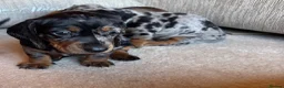 Miniature Dachshund dogs for sale: Miniature dachshunds - Advert 10