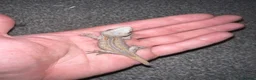 Gecko reptiles for sale: Baby gargoyle geckos  - Advert 3