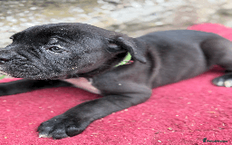 Cane Corso dogs for sale: 9 Beautiful Cane Corso Puppies for sale  - Image 5
