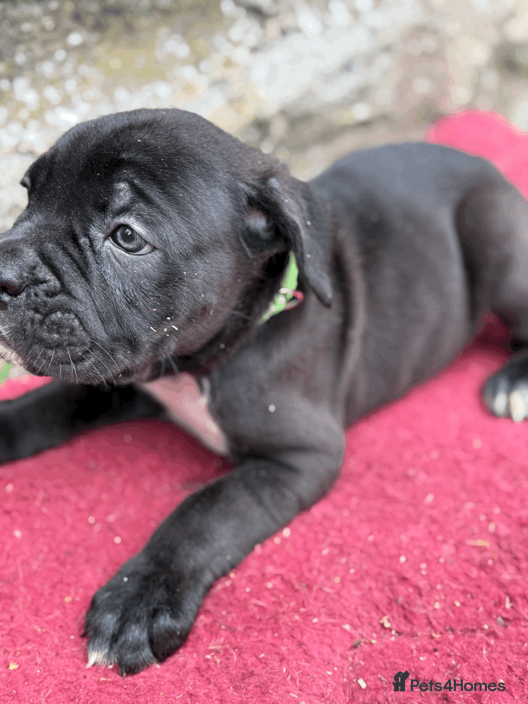 Cane Corso dogs for sale: 9 Beautiful Cane Corso Puppies for sale  - Image 5