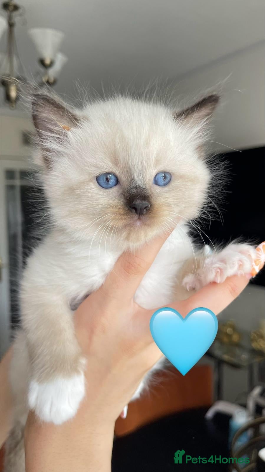 Ragdoll cats Bicolour ragdoll kittens (ready for collection) - Advert 2