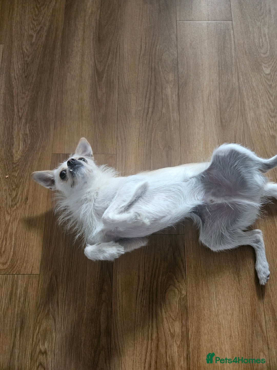 Pomchi dogs for sale: Loving pomchi looking for new home  - Image 4