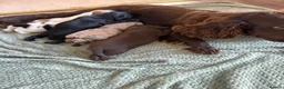 Cocker Spaniel dogs for sale: Cocker spaniel puppies  - Advert 26