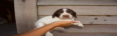 English Springer Spaniel 6