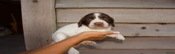 English Springer Spaniel dogs for sale: Springer Spaniels  - Advert 3