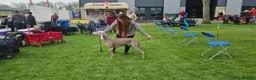 Weimaraner dogs for sale: Two gorgeous kc Weimaraner boys  - Advert 8