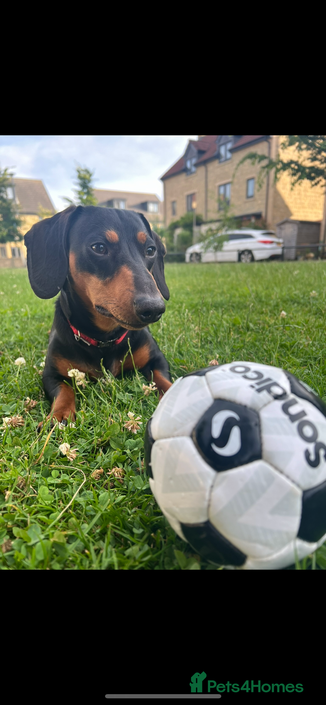 Dachshund dogs for stud: Male Black and Tan daschund  - Advert 7