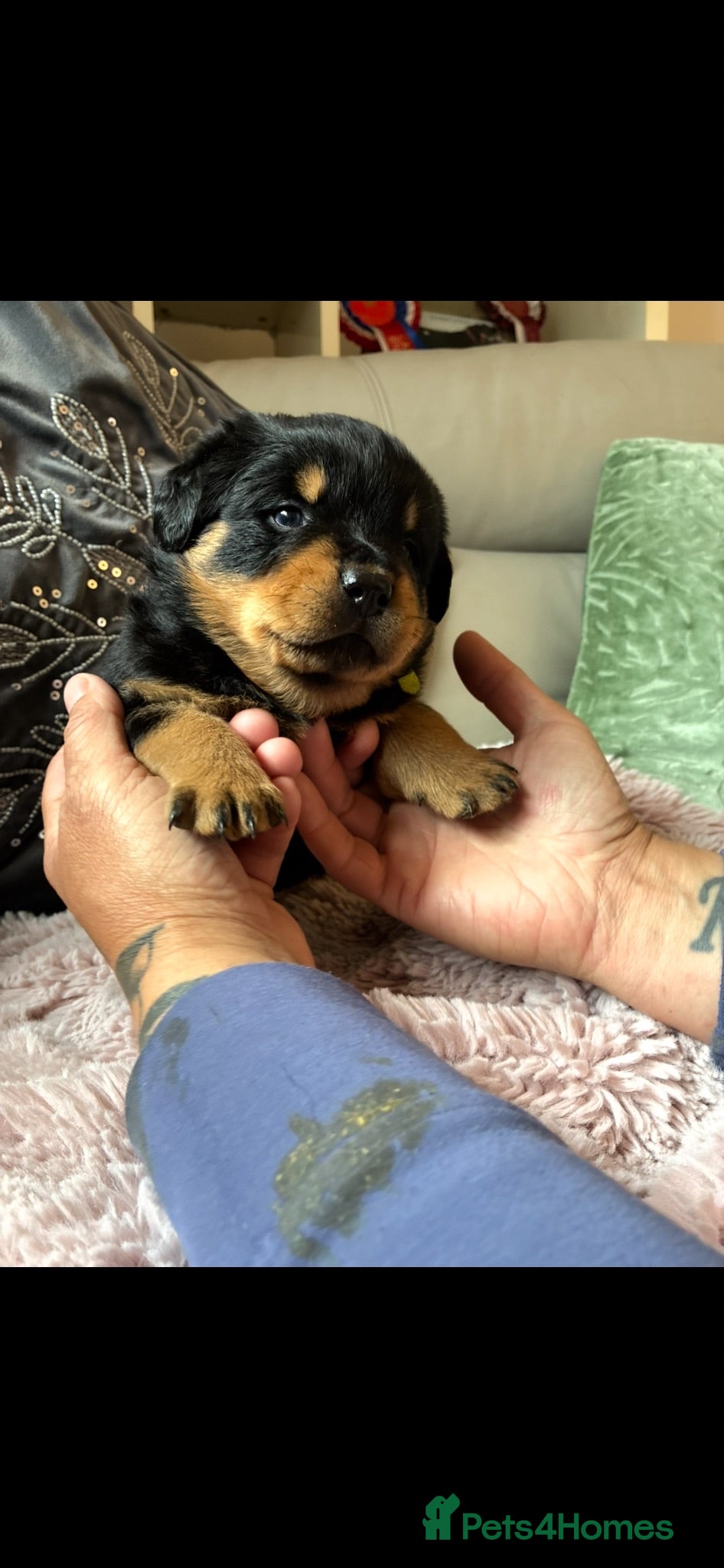 Rottweiler dogs Rottweiler pups - Advert 10