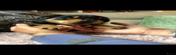Rottweiler dogs for sale: Rottweiler pups - Advert 1