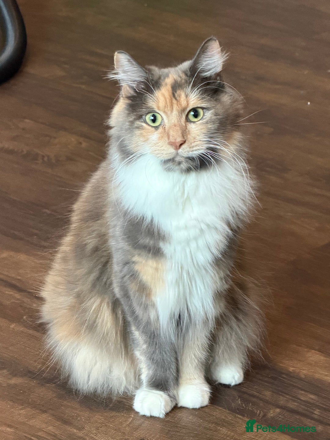 Mixed Breed cats for sale: 🐾 Beautiful Kittens Looking for Loving Homes 🐾 - Advert 6