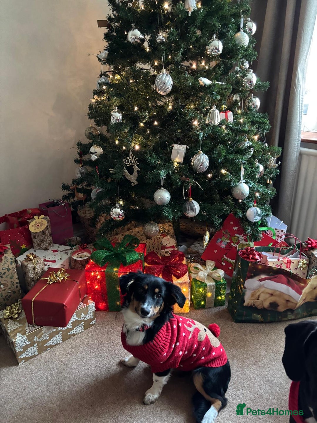 Mixed Breed dogs for adoption: Lorry  - Advert 4