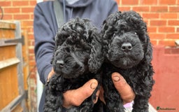 Cockapoo dogs for sale: SMALL COCKAPOO BABYS - Image 10