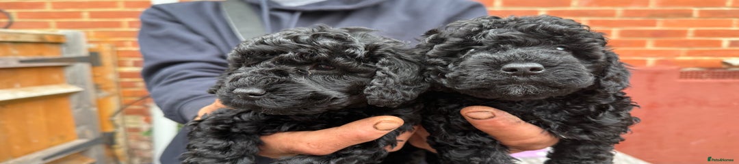 Cockapoo Puppy 5
