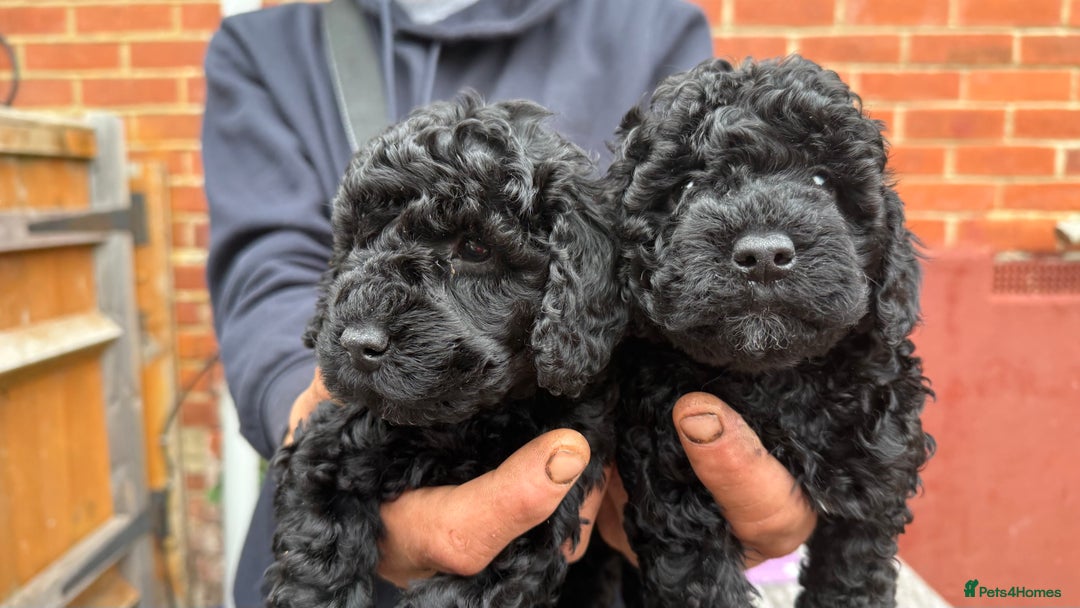 Cockapoo dogs for sale: SMALL COCKAPOO BABYS - Image 10