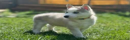 Siberian Husky dogs for sale: Beautiful Husky Puppies in Wells - Advert 23