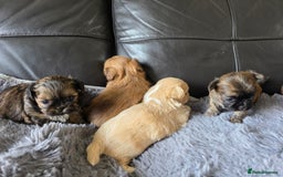 Shih Tzu dogs for sale: Stunning Rare Brindle Imperial Shih Tzu puppies - Image 32