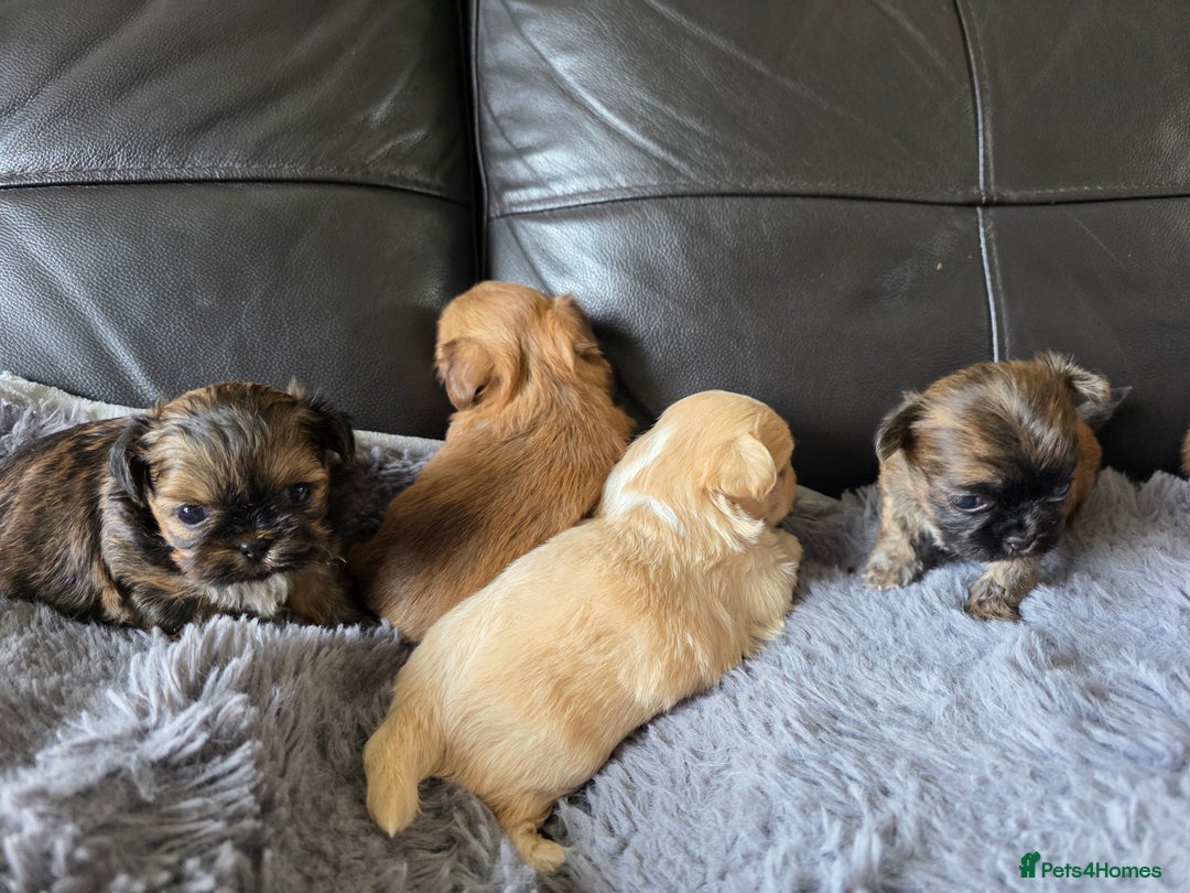 Shih Tzu dogs for sale: Stunning Rare Brindle Imperial Shih Tzu puppies - Image 32