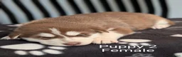 Siberian Husky dogs for sale: Beautiful Siberian Husky (all with Blue eyes) - Advert 16