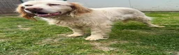 English Setter dogs for adoption: ARLO! - Advert 3