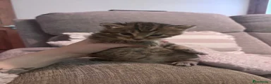 Female tabby