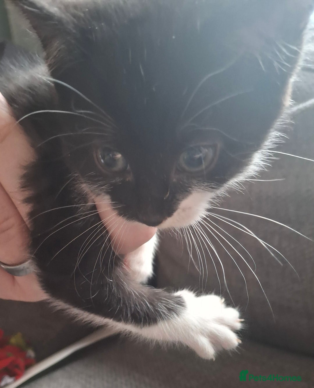 Mixed Breed cats for sale: 8 weeks old mixed kittens  - Advert 3