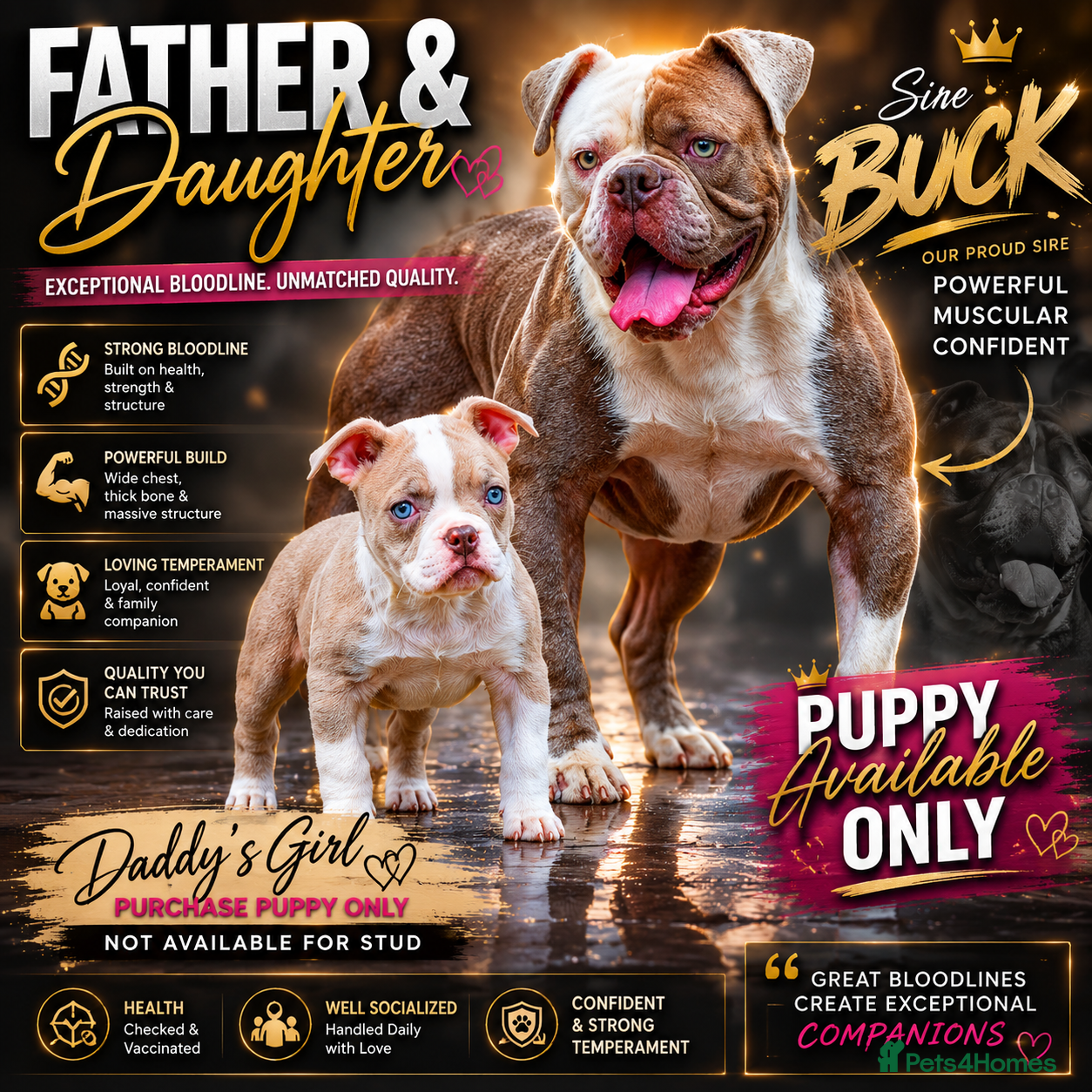 Olde English Bulldogge dogs 23❤️YEARS❤️5⭐️RATED❤️LICENSED❤️PROFESSIONALS❤️ - Advert 5