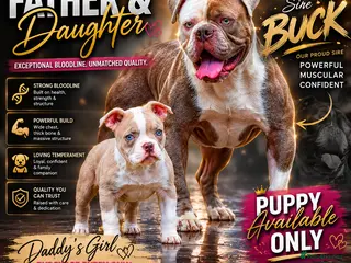 Olde English Bulldogge dogs 23❤️YEARS❤️5⭐️RATED❤️LICENSED❤️PROFESSIONALS❤️ - Advert 5