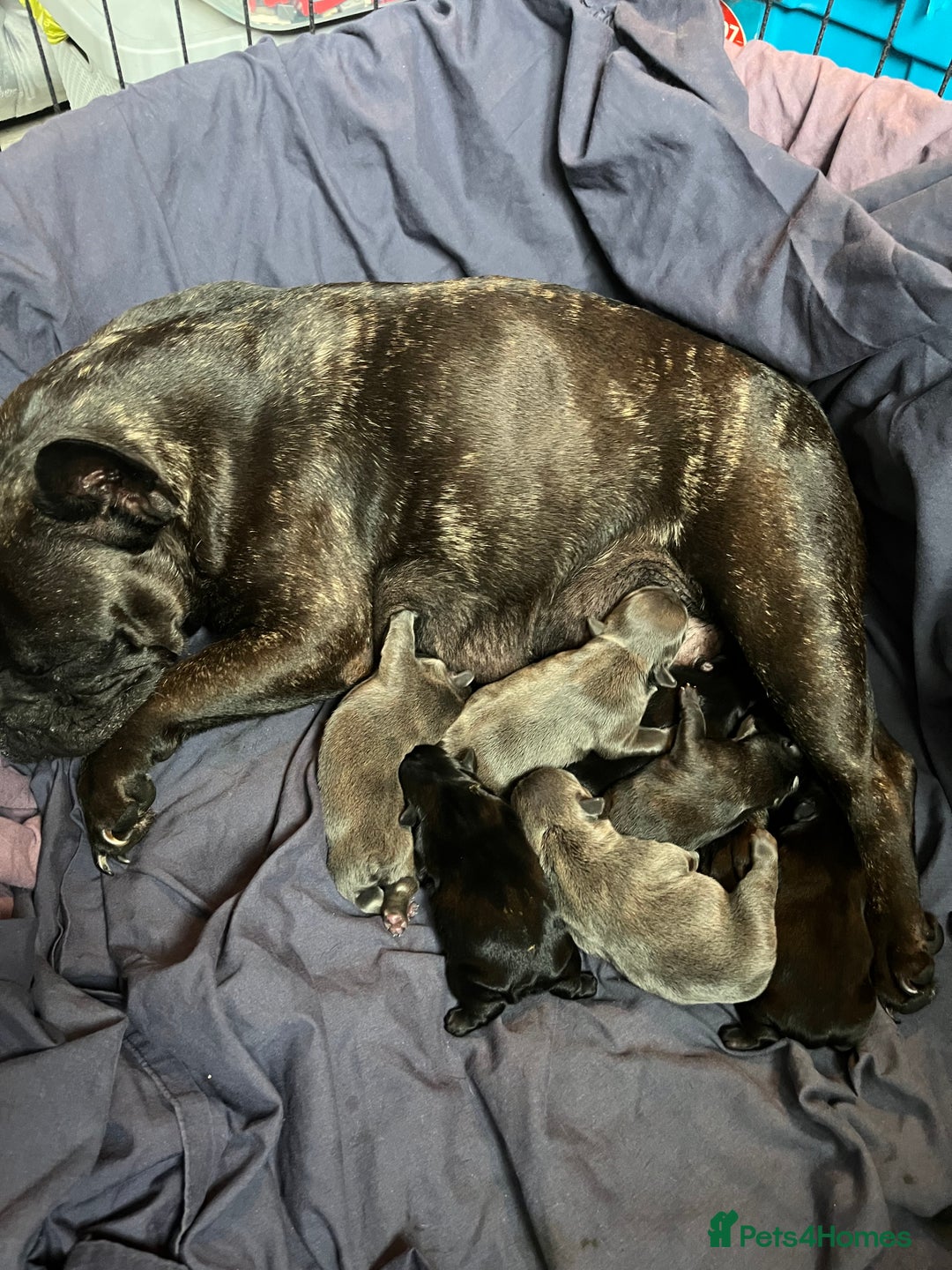 French Bulldog dogs for sale: french bull dog pups for sale - Image 1