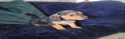 Mixed Breed dogs for sale: 5 beautiful doxipoo puppies for sale  in Helston - Advert 11
