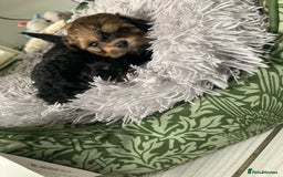 Shihpoo dogs for sale: 1 beautiful Sable shihpoo boy  - Image 19