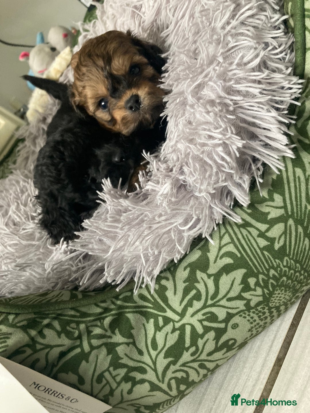 Shihpoo dogs for sale: 1 beautiful Sable shihpoo boy  - Image 19