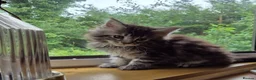 Maine Coon cats for sale: Pure Breed Maine Coon -LAST ONE - Advert 3