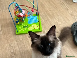 Ragdoll cats Ragdoll Chocolate point🐾🩷 - Advert 1