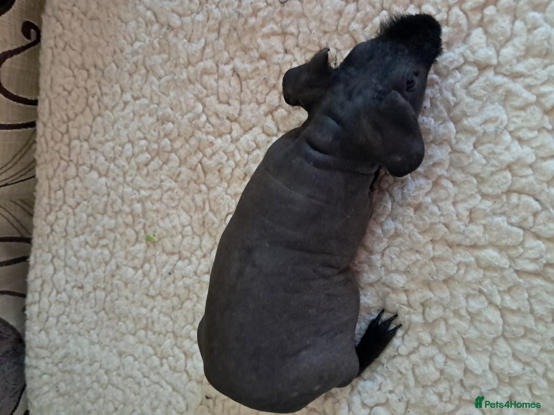 Guinea Pig rodents for sale: BEAUTIFUL BABY SKINNY PIGS  - Image 4